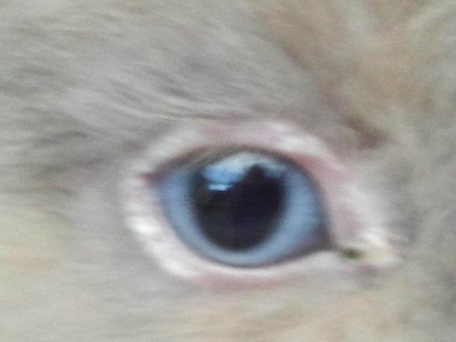 Kanin Prinsesse Candy billede 6