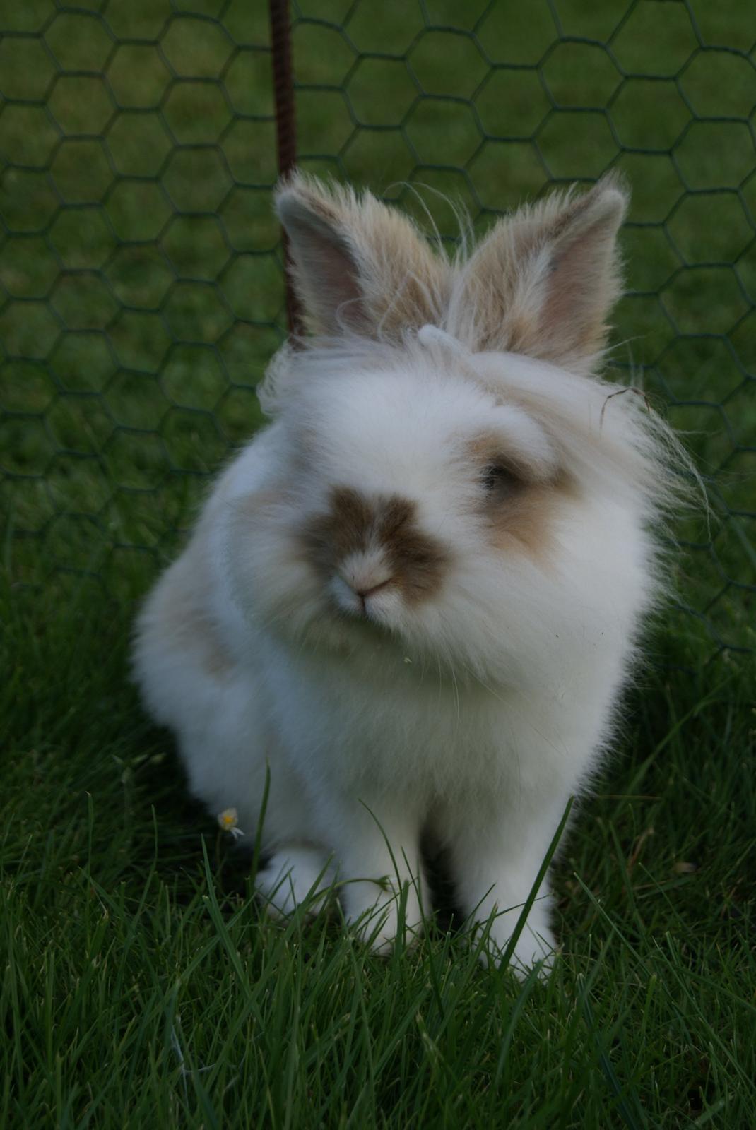 Kanin Maboha's Amilo billede 3