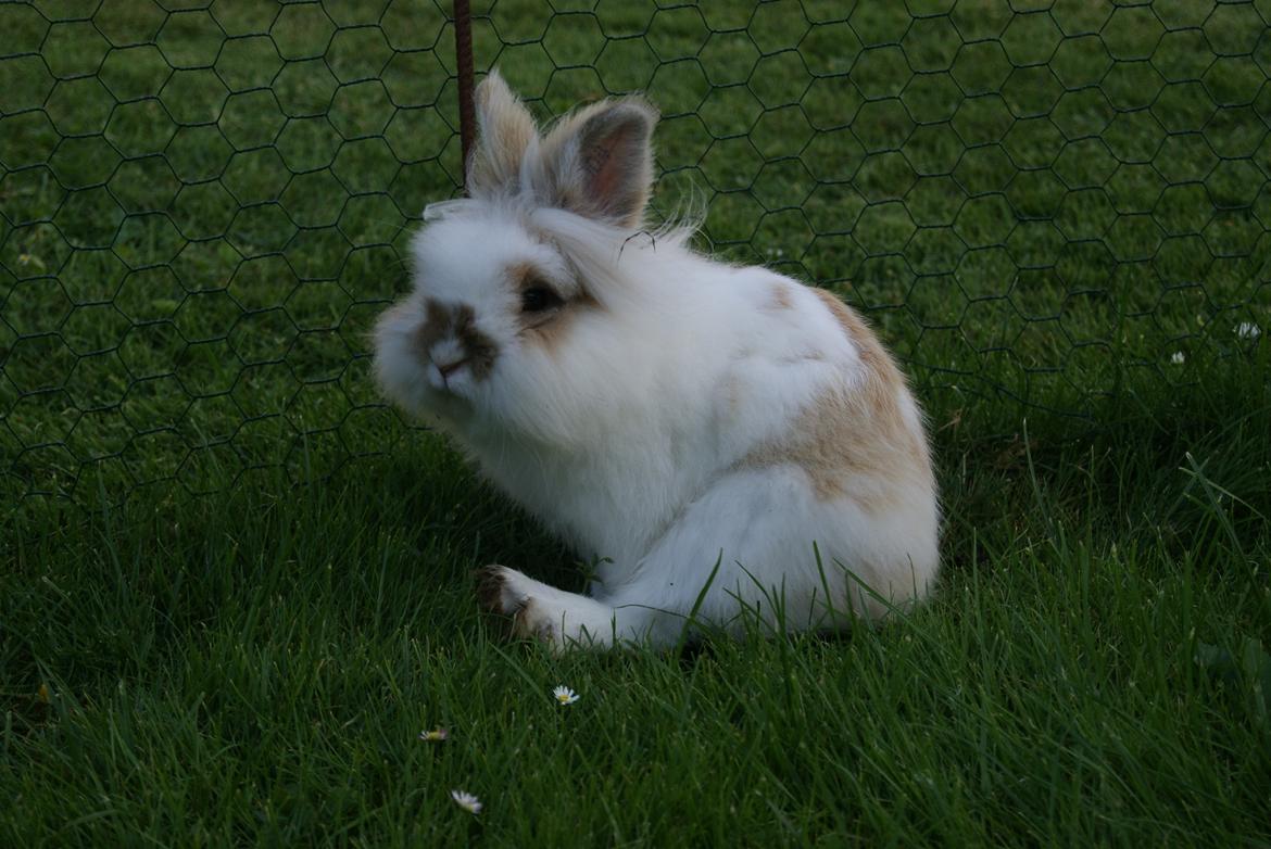 Kanin Maboha's Amilo billede 6