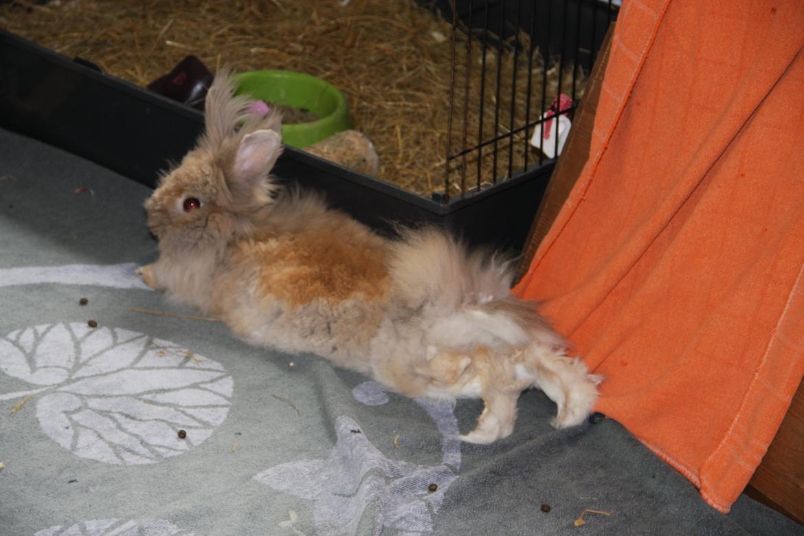 Kanin Pjuske R.I.P 3/6-2019 billede 19