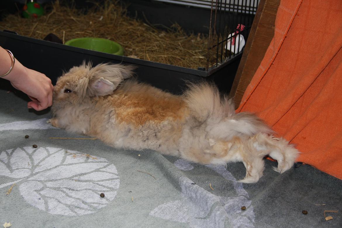 Kanin Pjuske R.I.P 3/6-2019 billede 20