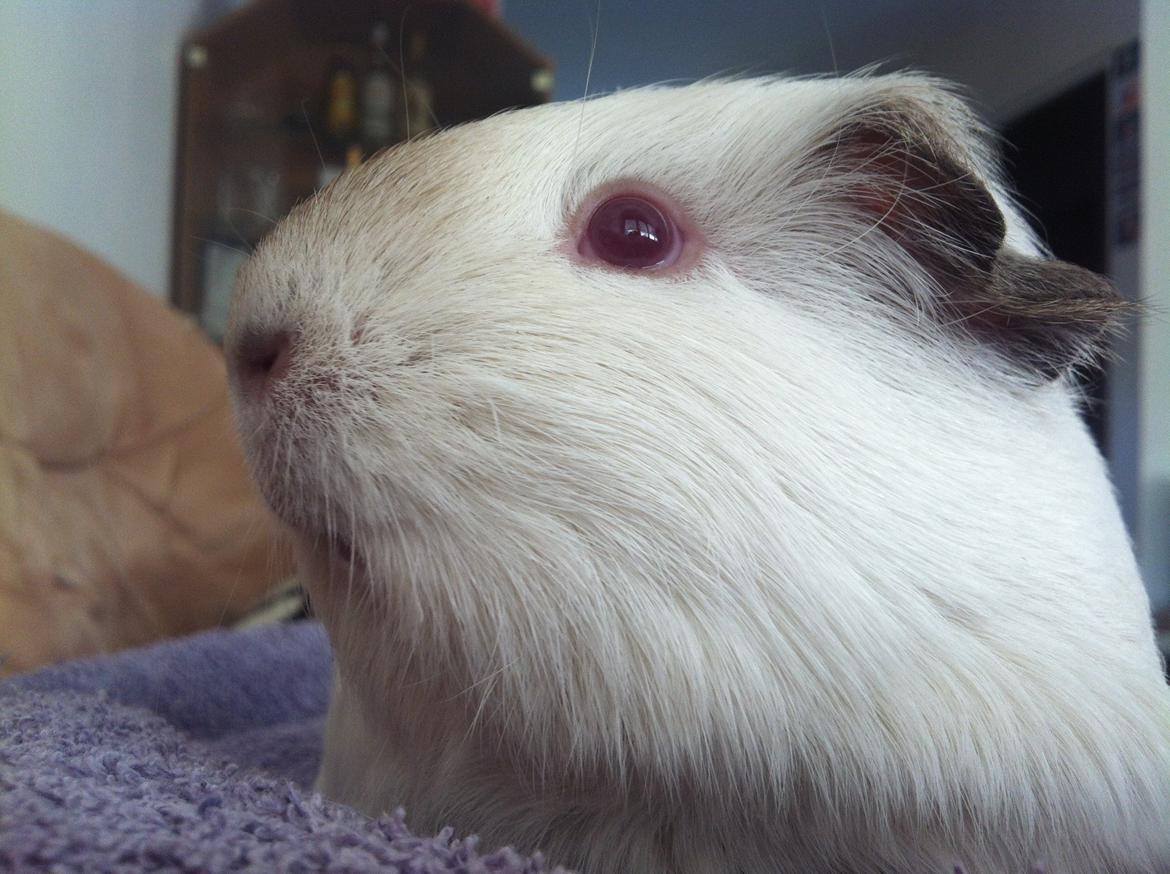 Marsvin Sif ~ lille fis billede 14