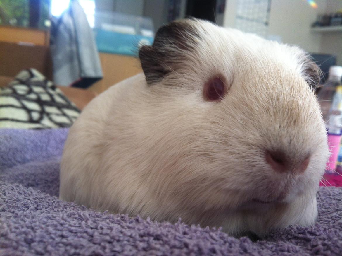 Marsvin Sif ~ lille fis billede 15