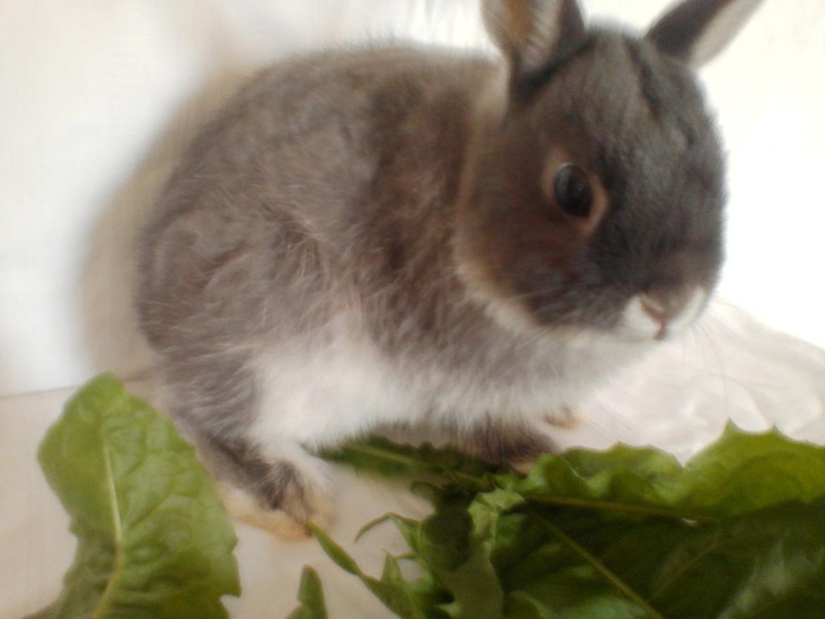 Kanin Billy billede 2