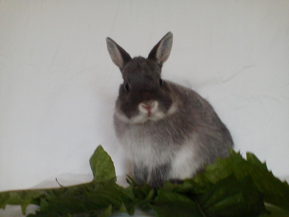 Kanin Billy billede 5