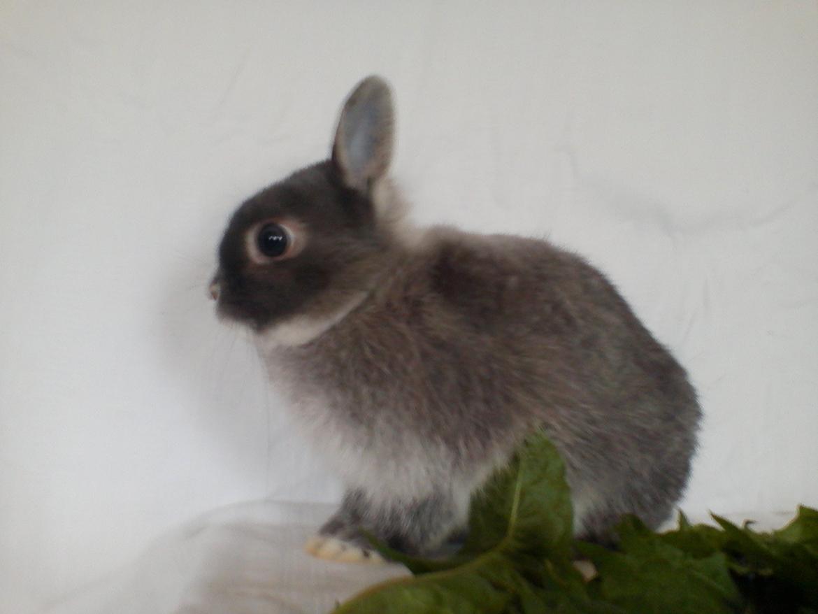 Kanin Billy billede 6