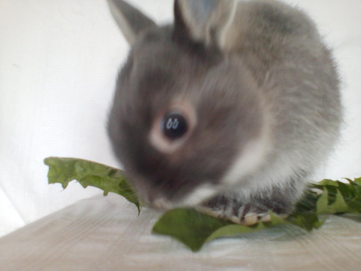 Kanin Billy billede 7