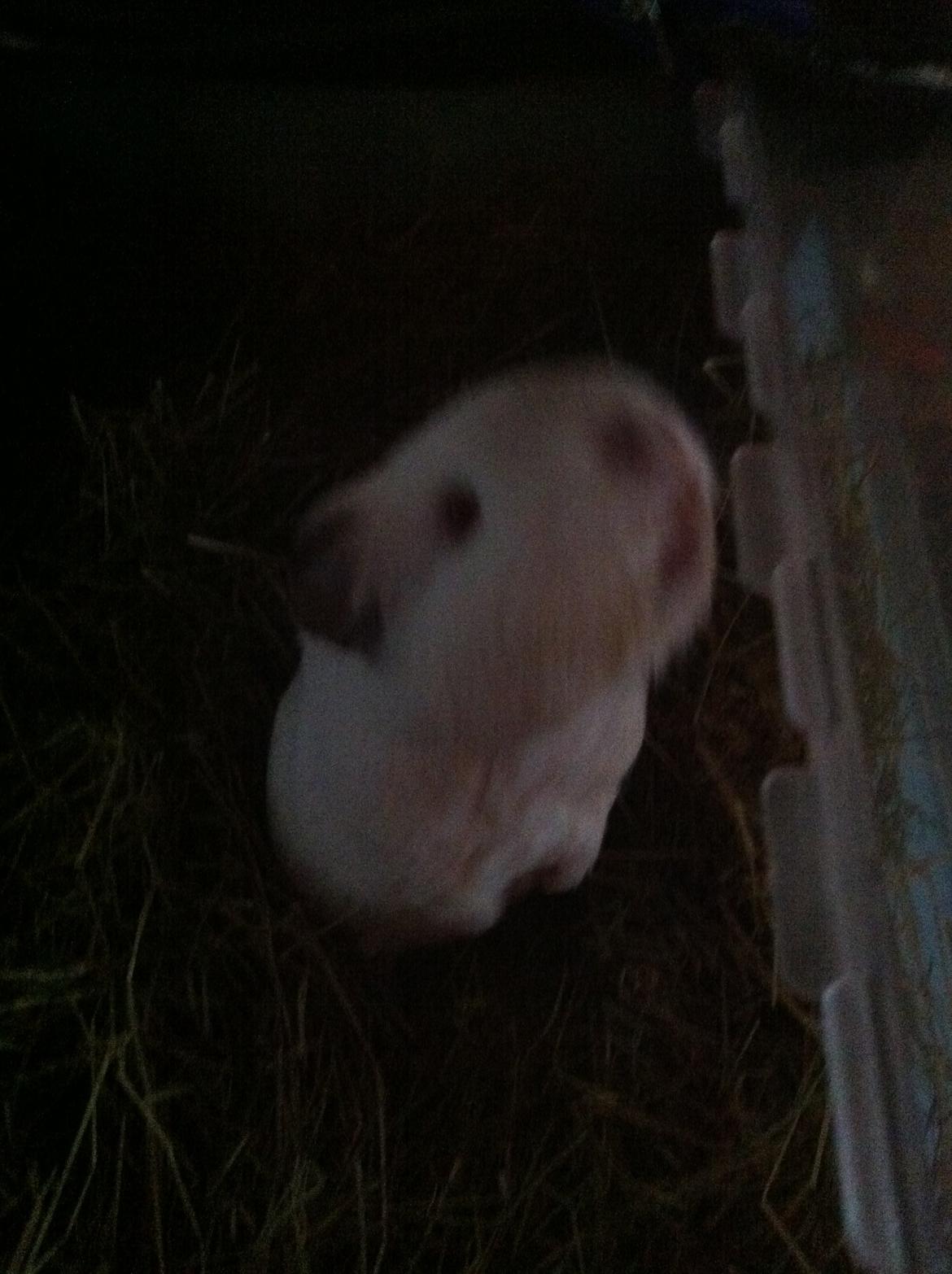 Marsvin Sif ~ lille fis billede 16