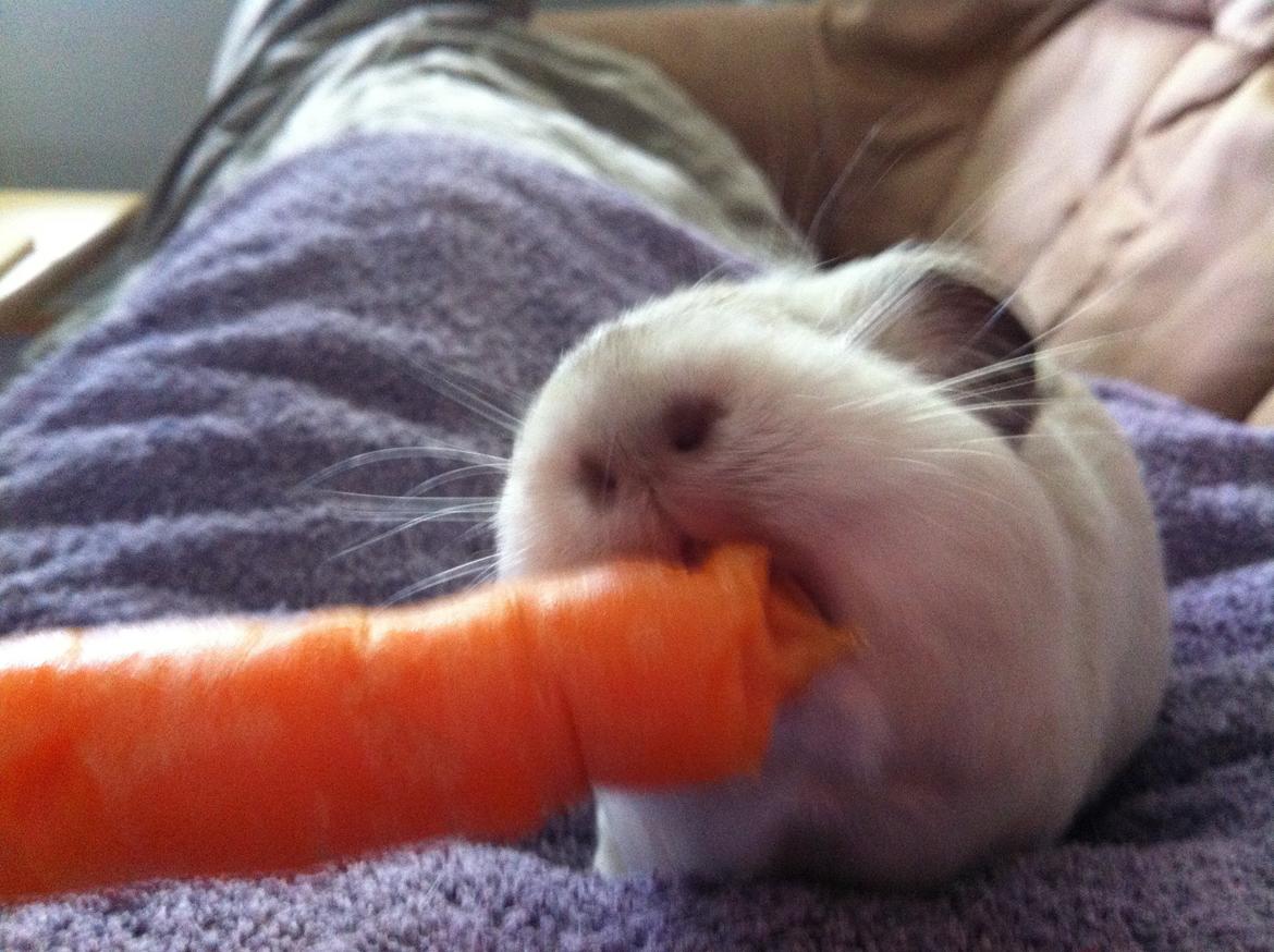 Marsvin Sif ~ lille fis billede 17