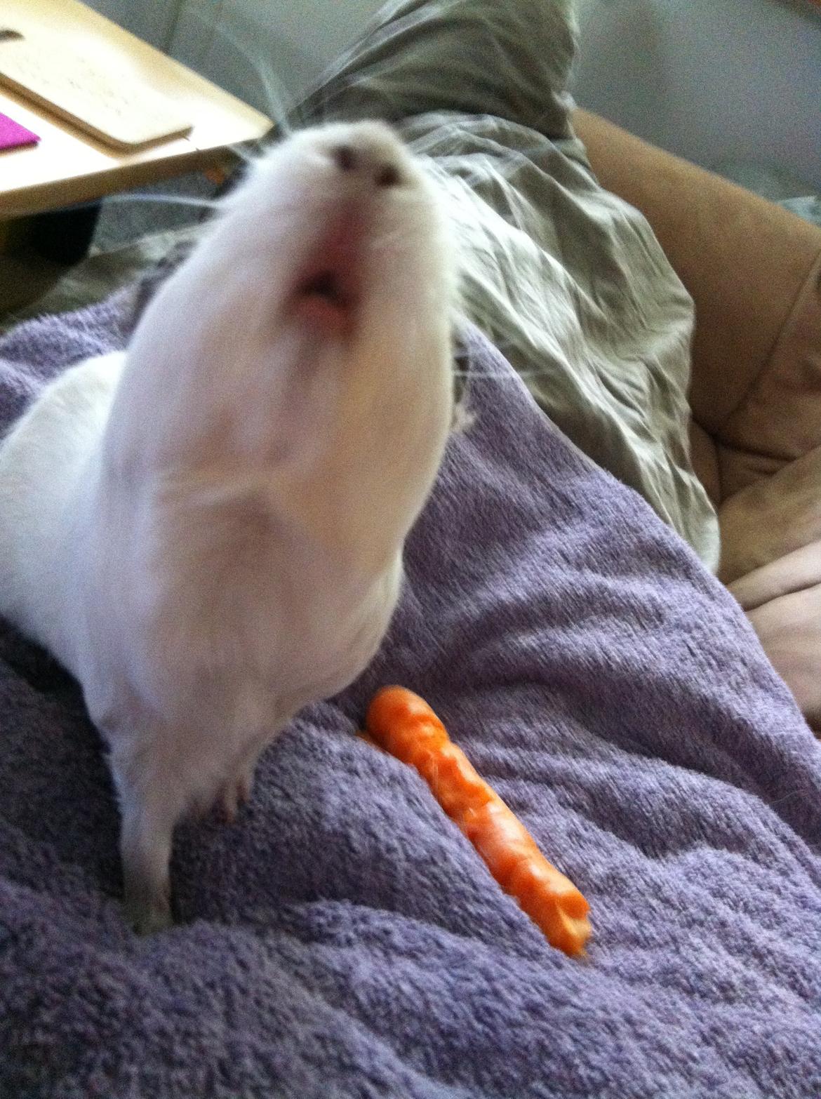 Marsvin Sif ~ lille fis billede 18