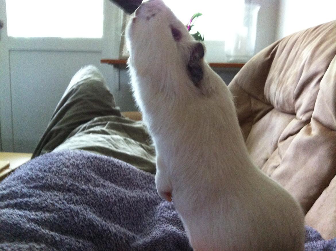 Marsvin Sif ~ lille fis billede 19