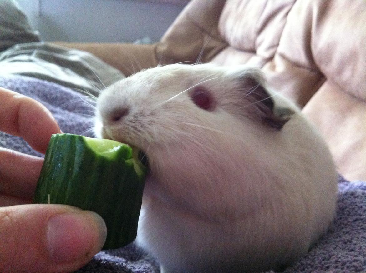 Marsvin Sif ~ lille fis billede 20