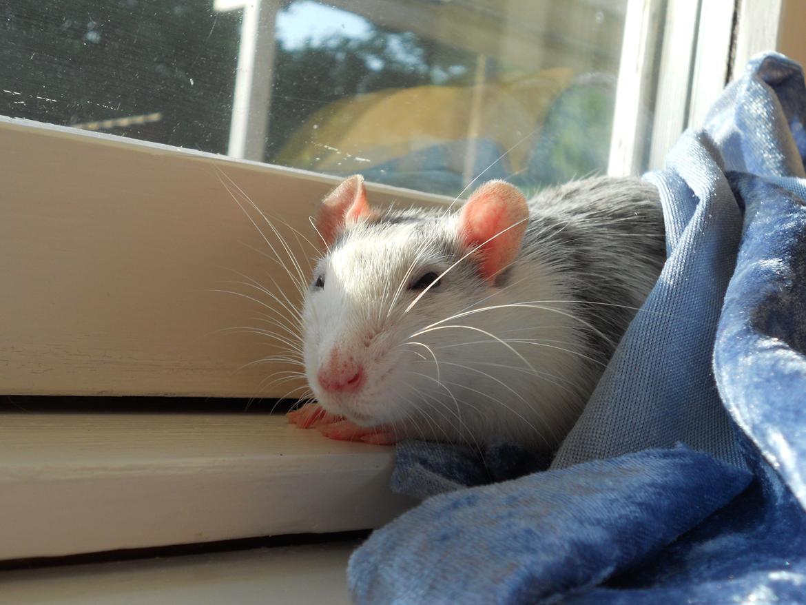 Tamrotte Haddock billede 1