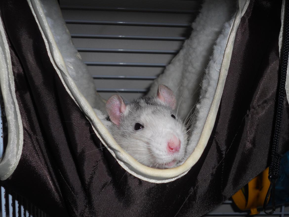 Tamrotte Haddock billede 2