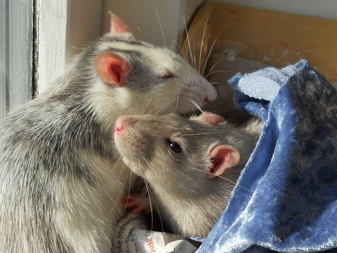 Tamrotte Haddock billede 3