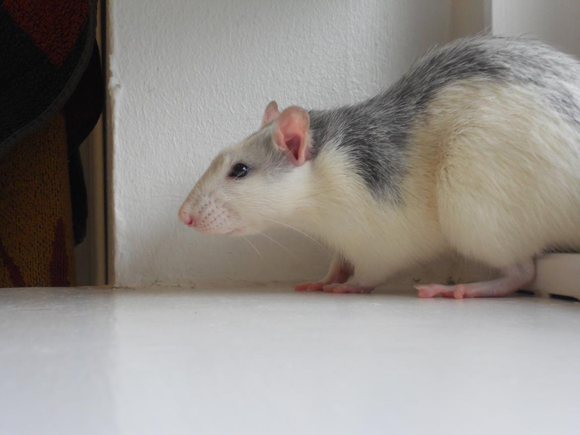 Tamrotte Haddock billede 4