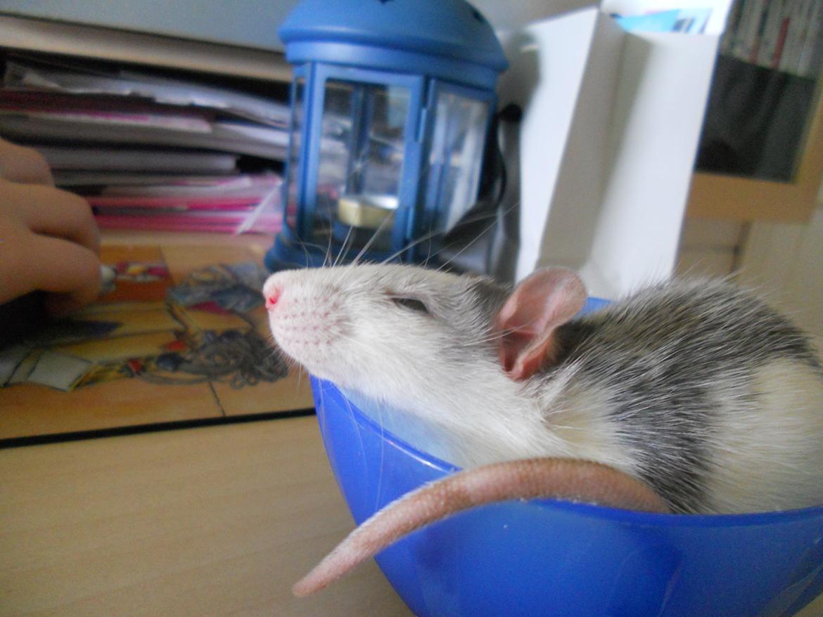 Tamrotte Haddock billede 5