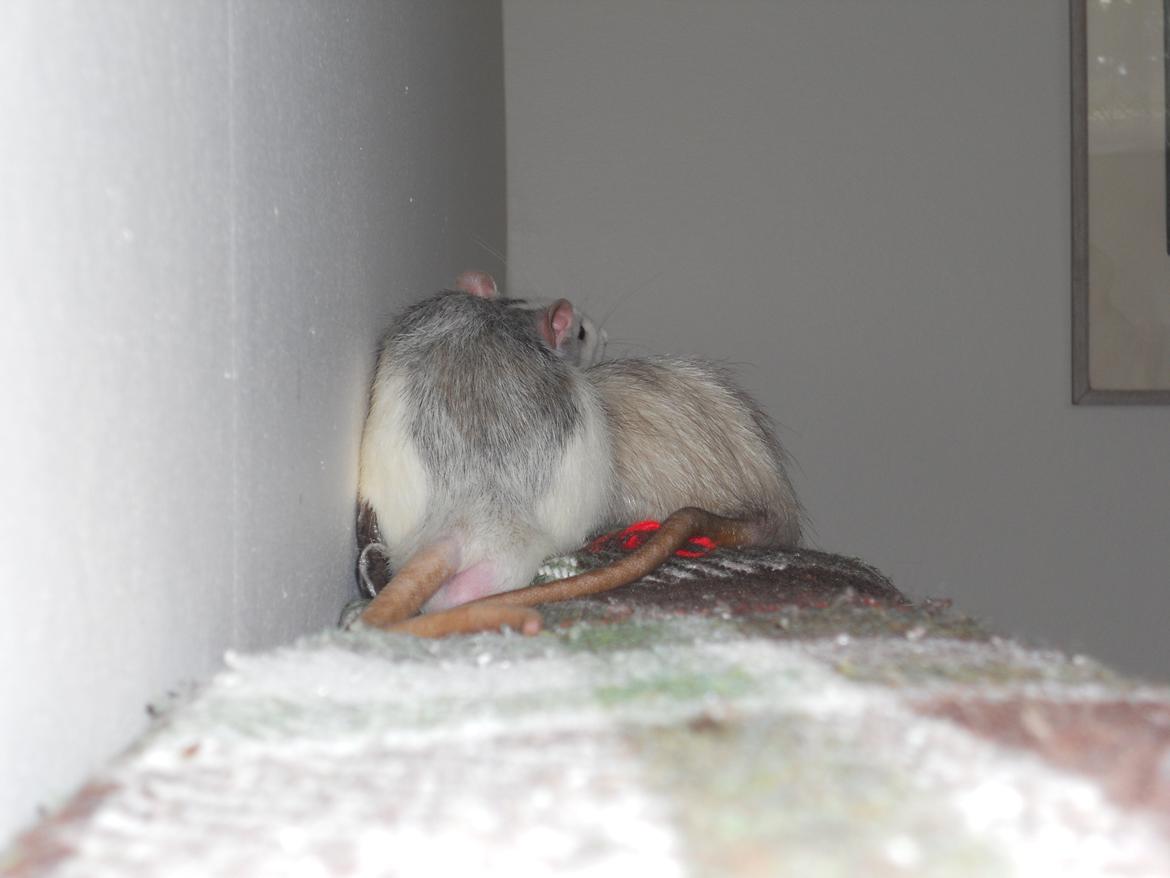 Tamrotte Haddock billede 6