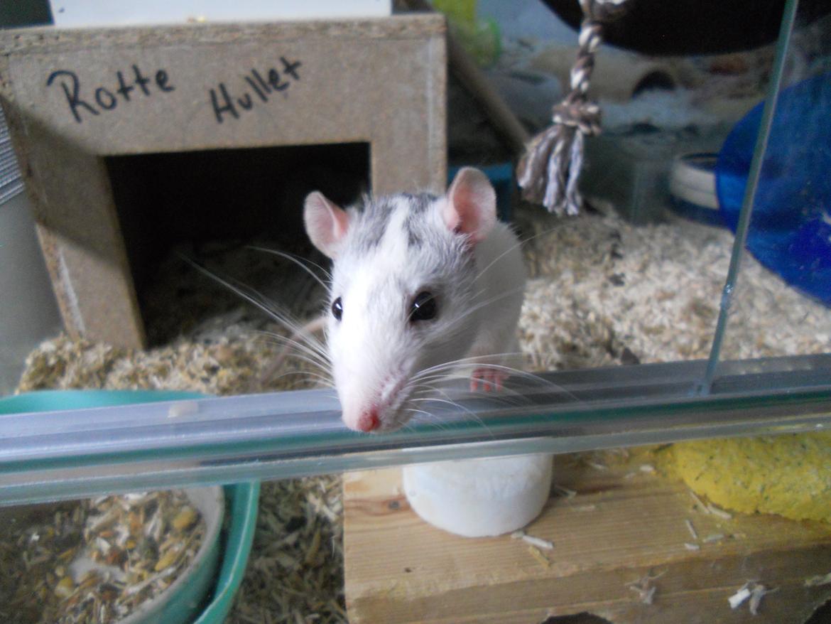 Tamrotte Haddock billede 7