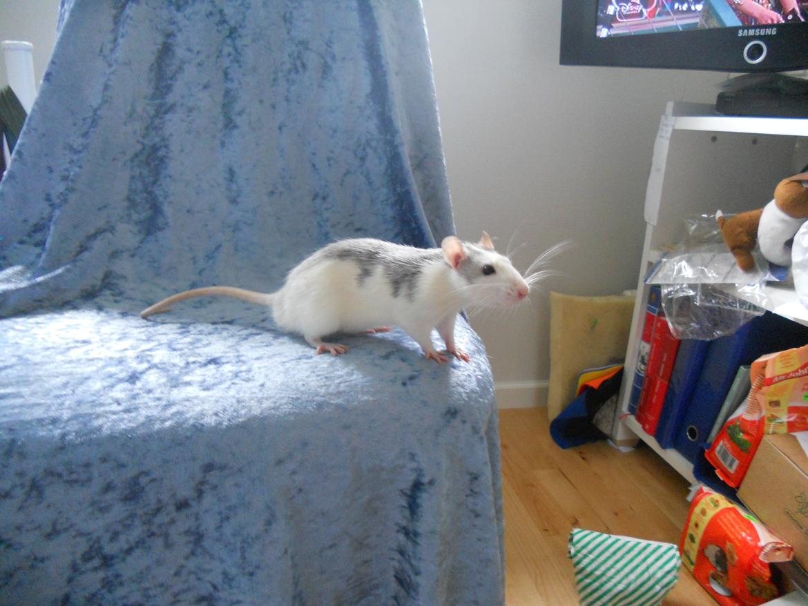 Tamrotte Haddock billede 8