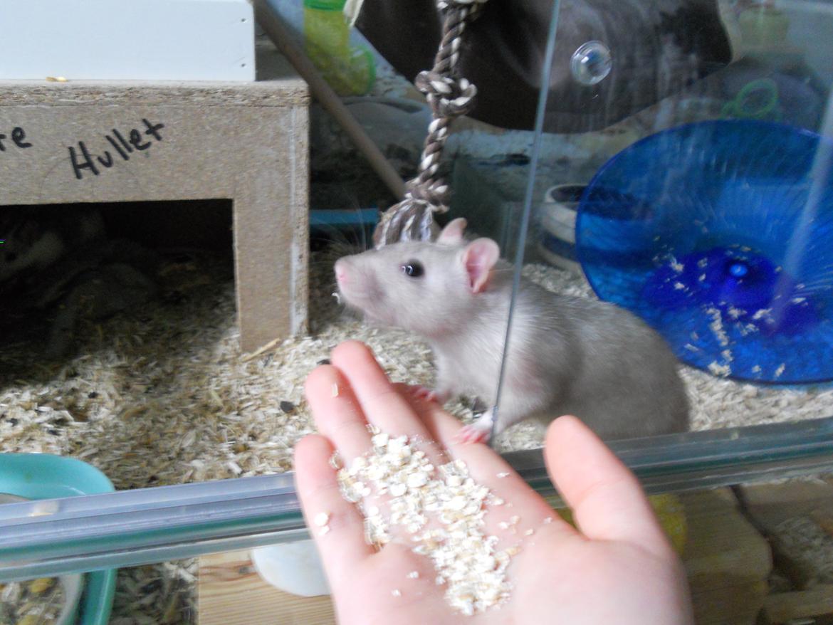 Tamrotte Tintin billede 1