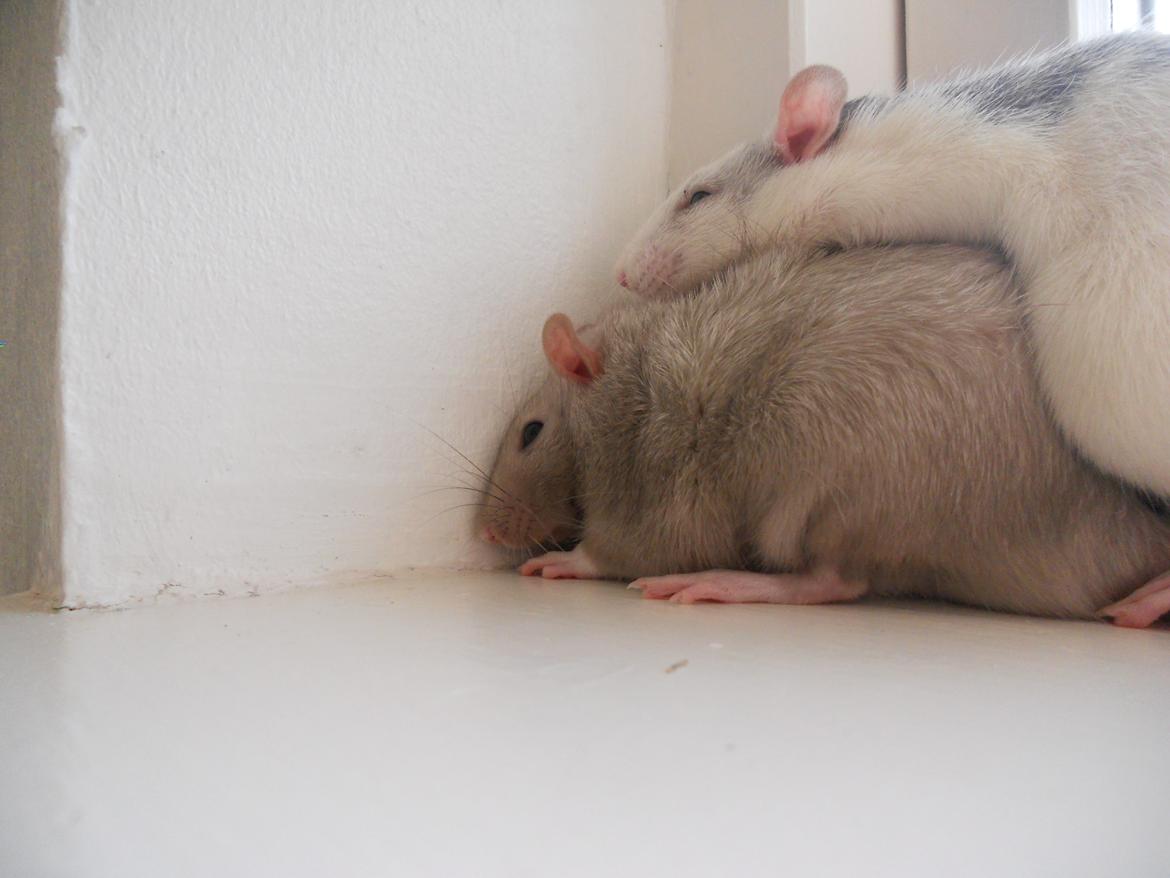 Tamrotte Tintin billede 2