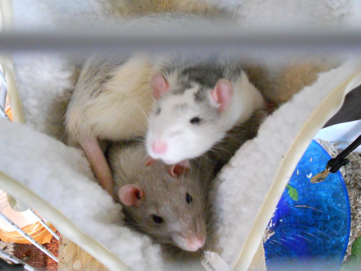 Tamrotte Tintin billede 3