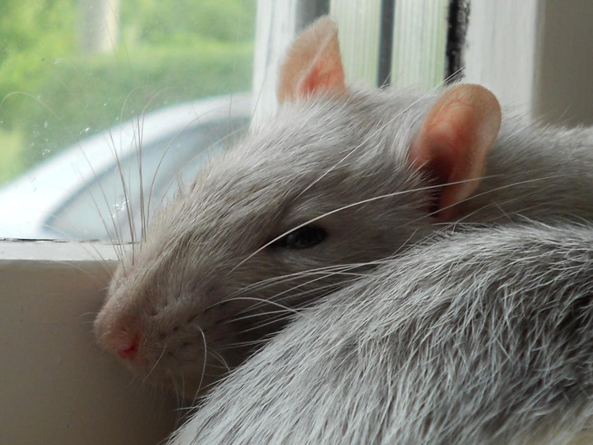 Tamrotte Tintin billede 4