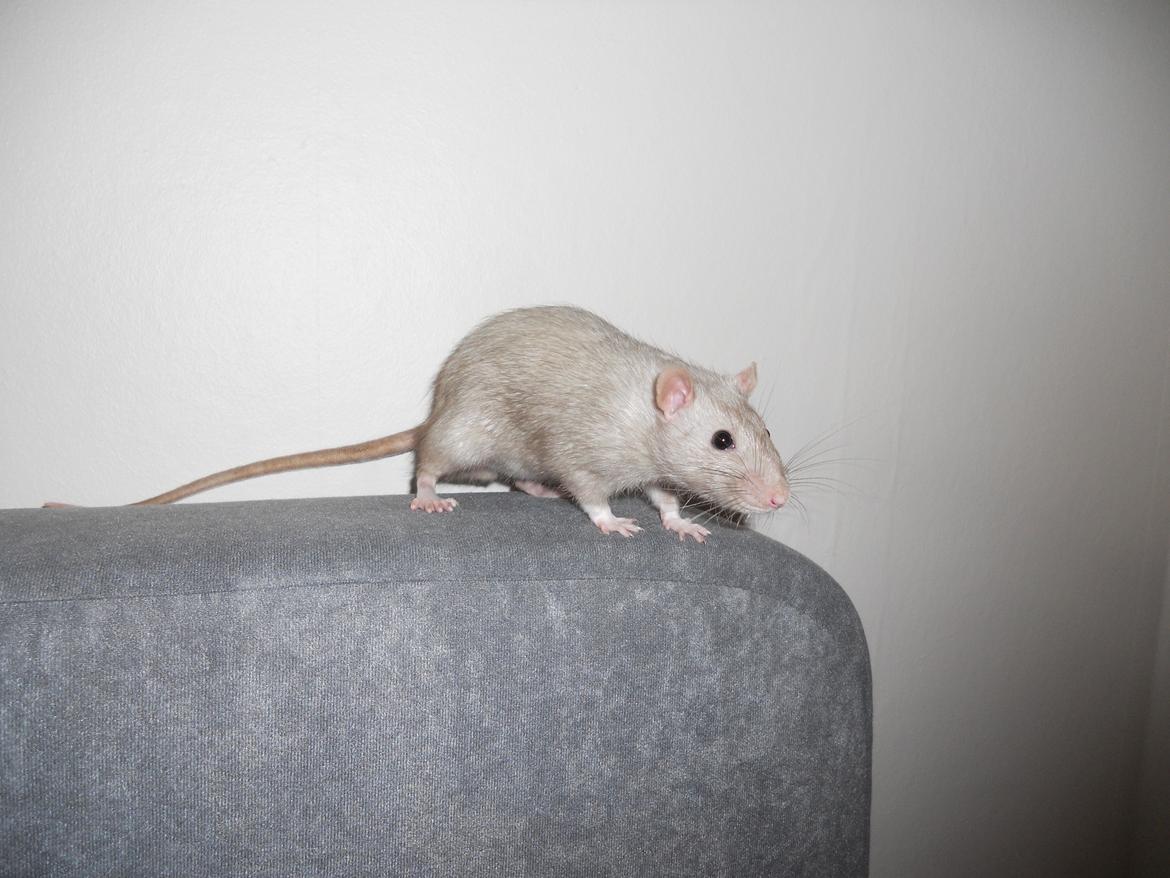 Tamrotte Tintin billede 5