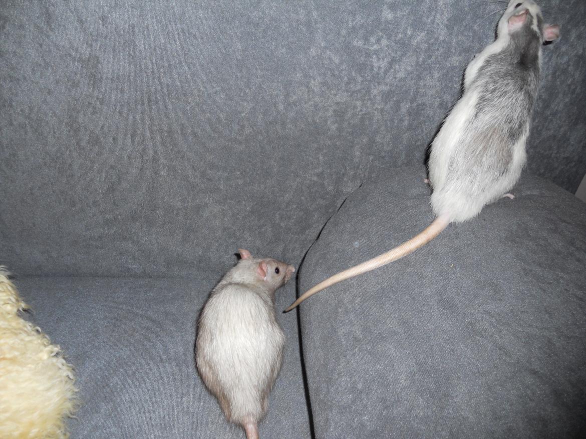 Tamrotte Tintin billede 6