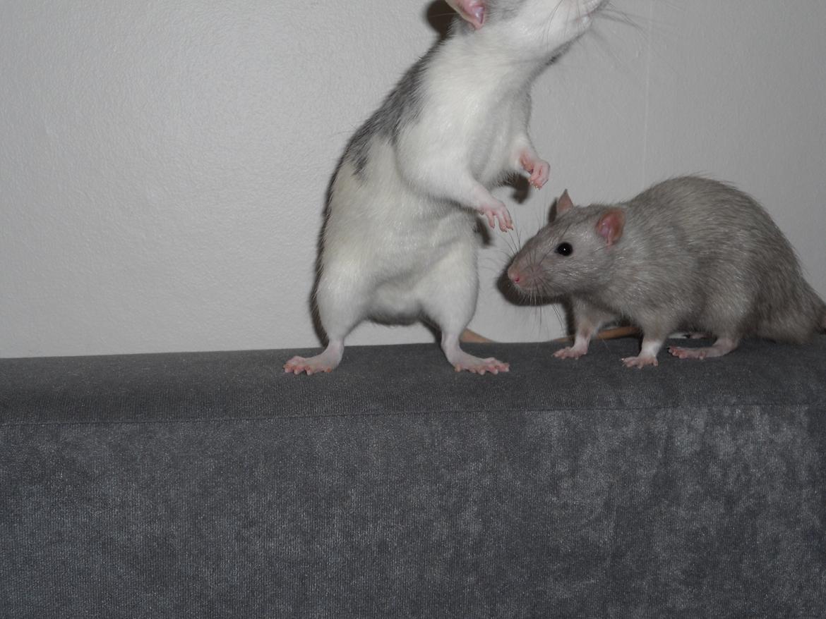 Tamrotte Tintin billede 7