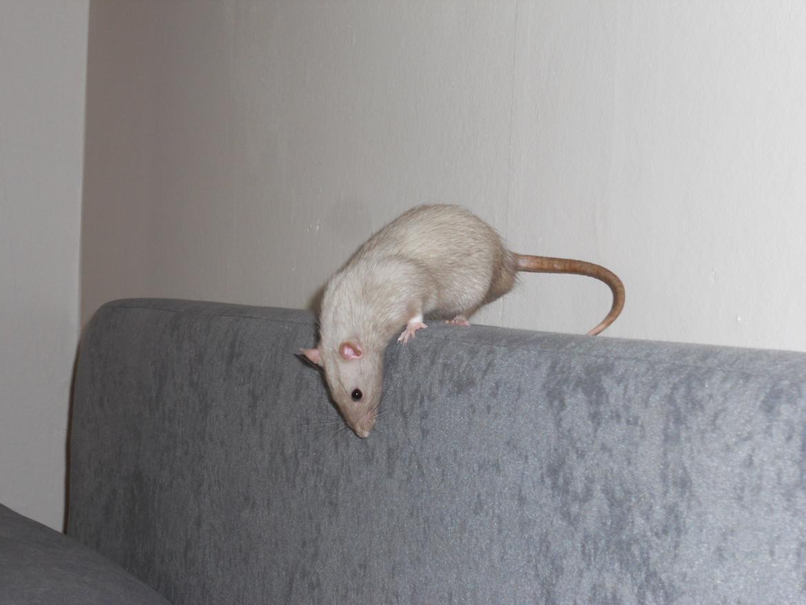 Tamrotte Tintin billede 8