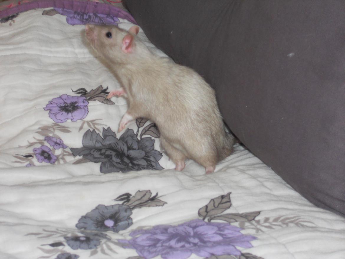 Tamrotte Tintin billede 9