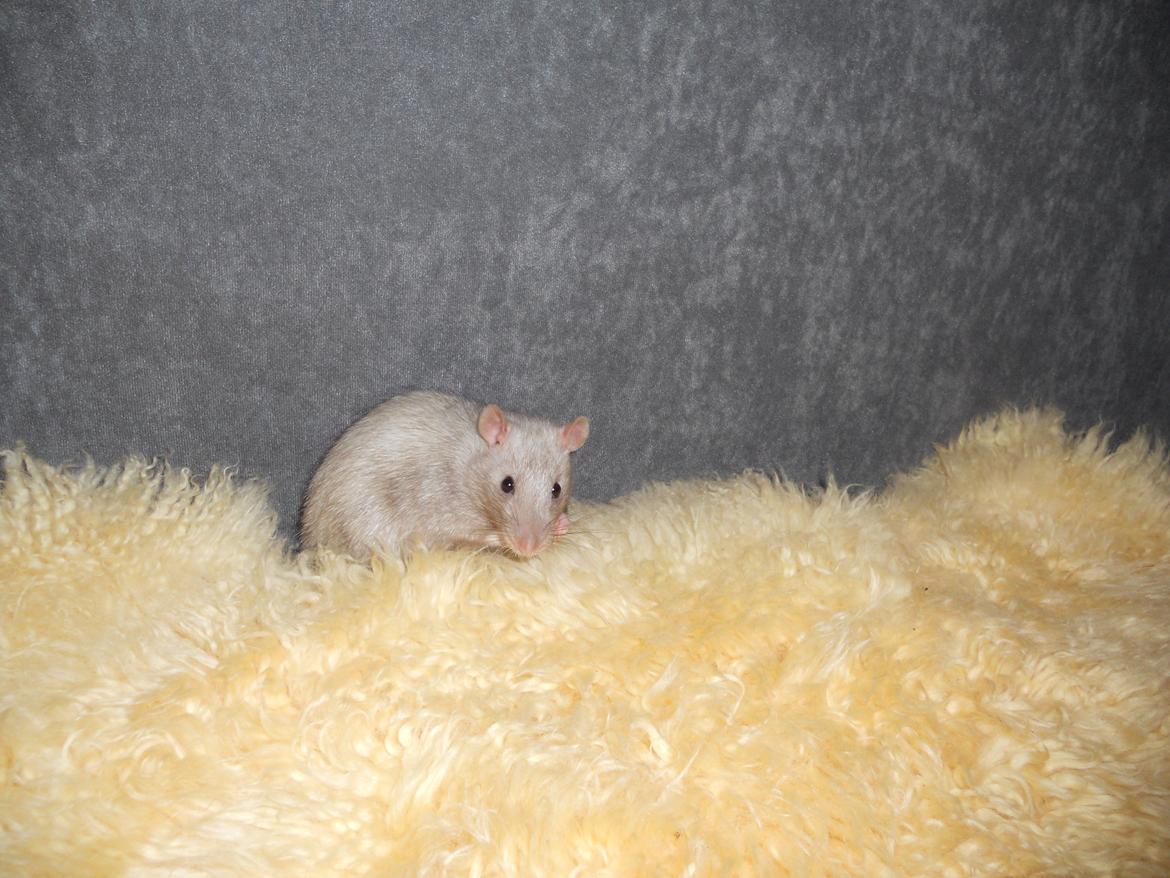 Tamrotte Tintin billede 10