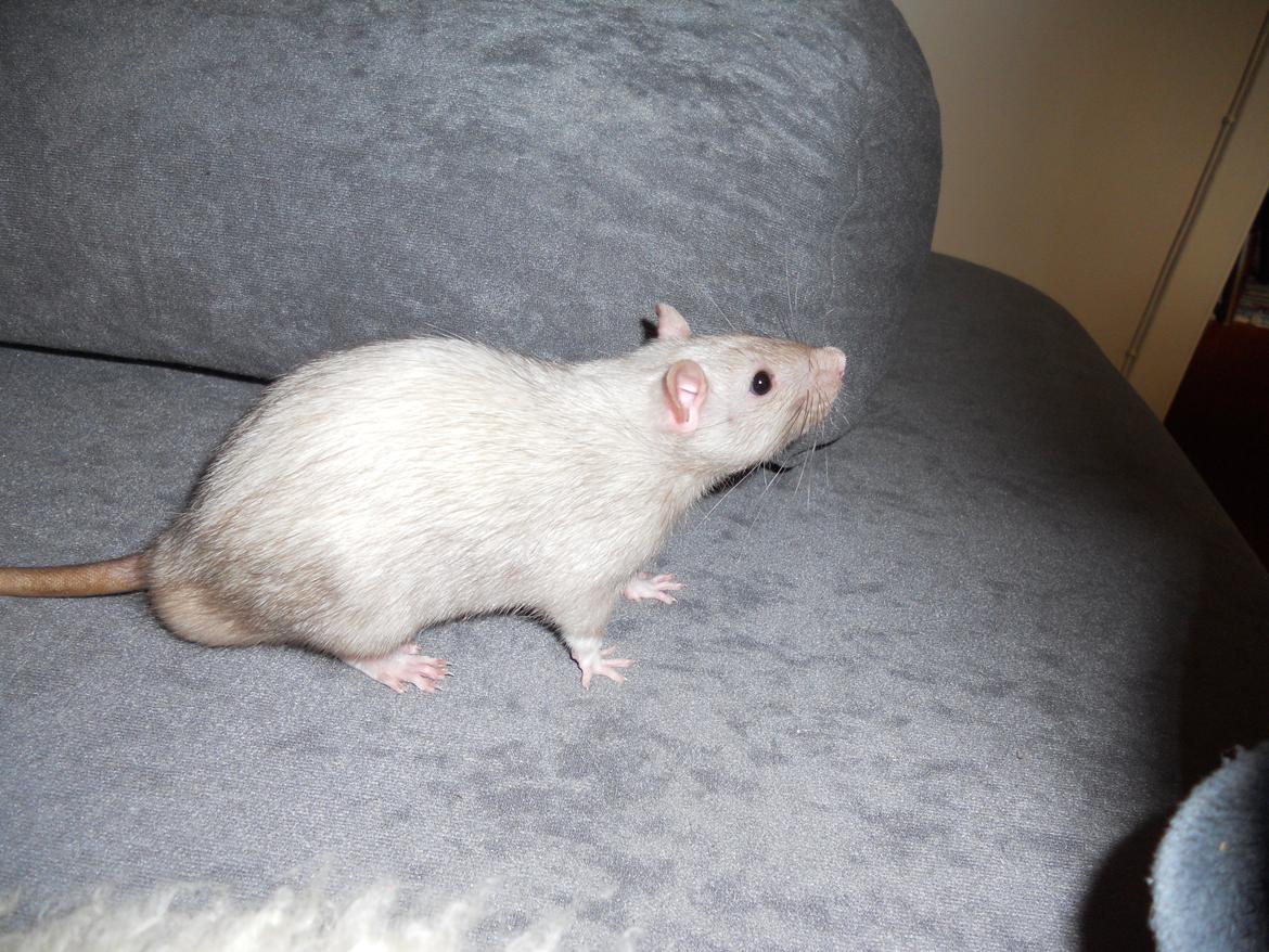 Tamrotte Tintin billede 11