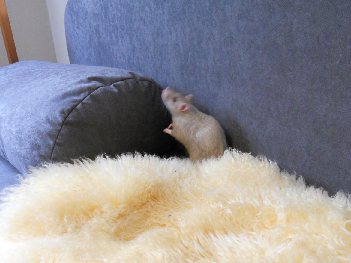 Tamrotte Tintin billede 12