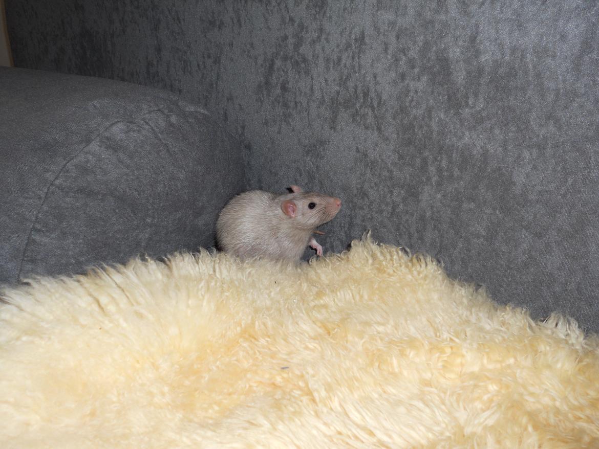 Tamrotte Tintin billede 13