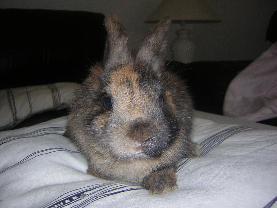 Kanin Alberte <3 billede 1