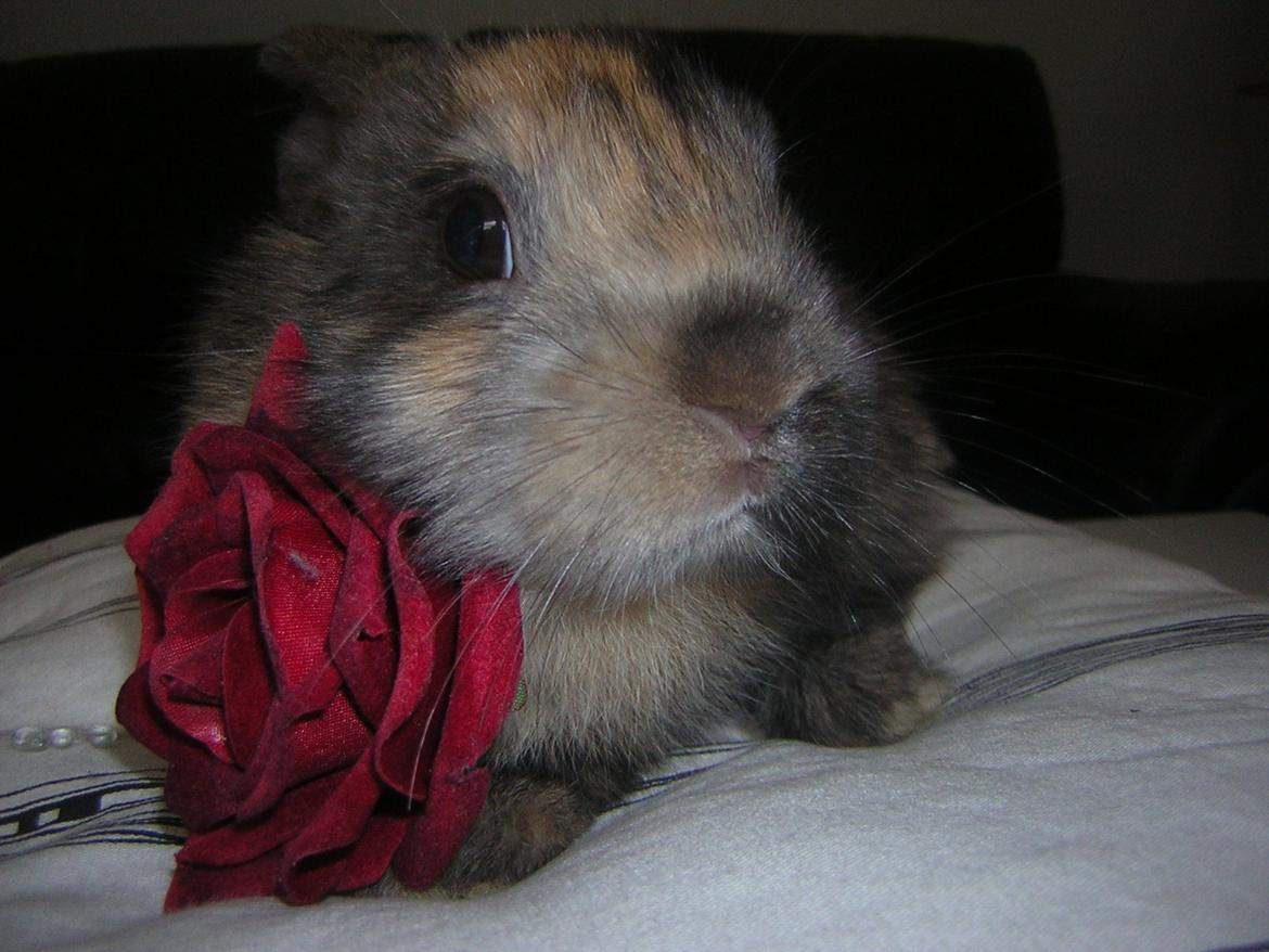 Kanin Alberte <3 - Min lille rose <3 billede 2