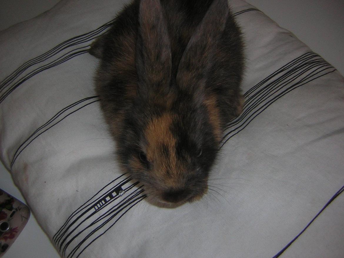 Kanin Alberte <3 billede 3