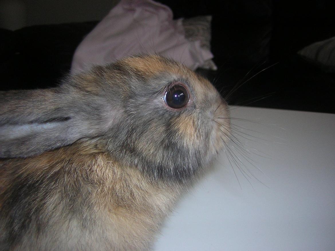 Kanin Alberte <3 billede 4