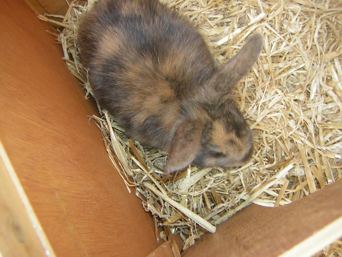 Kanin Alberte <3 billede 6