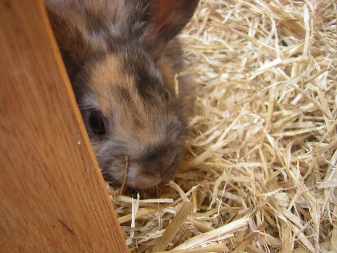 Kanin Alberte <3 - Hygge <3 billede 7