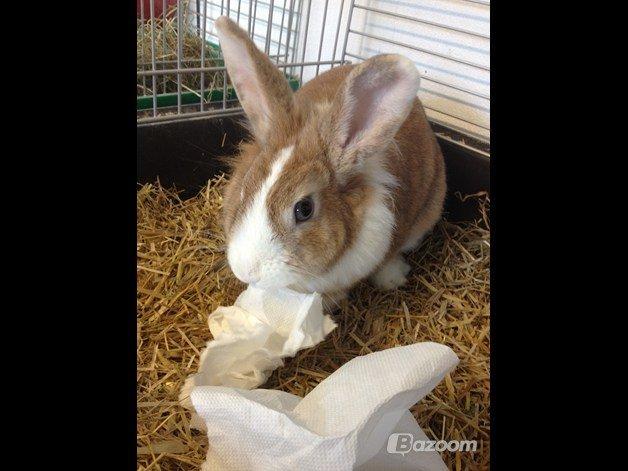 Kanin Kitty billede 1