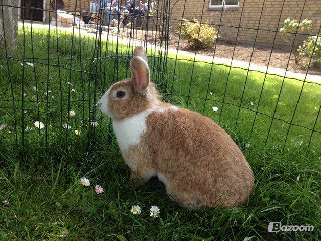 Kanin Kitty billede 2