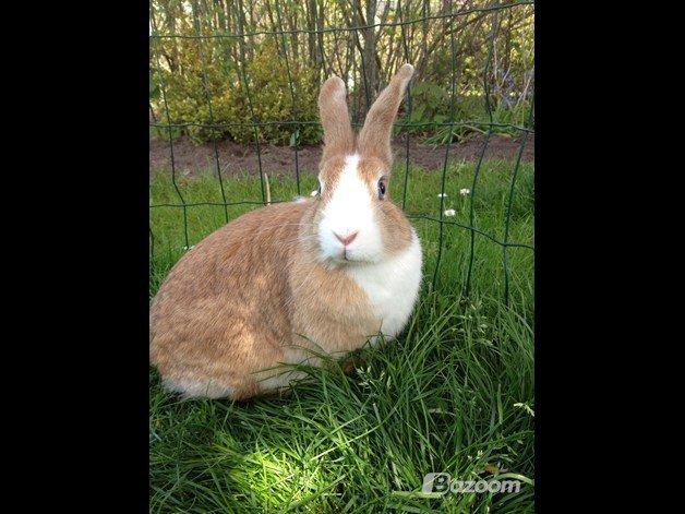 Kanin Kitty billede 3