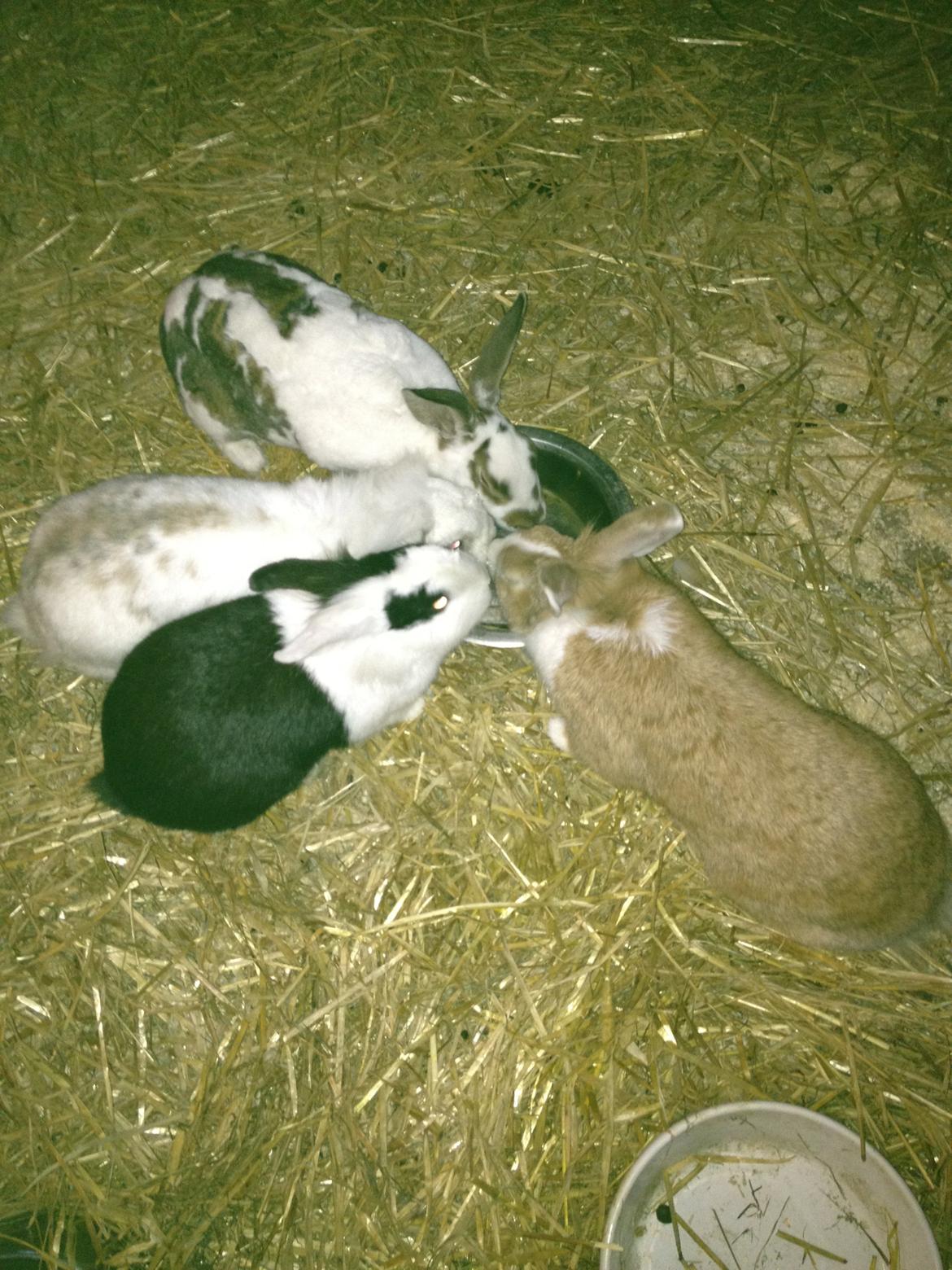 Kanin Kitty billede 4