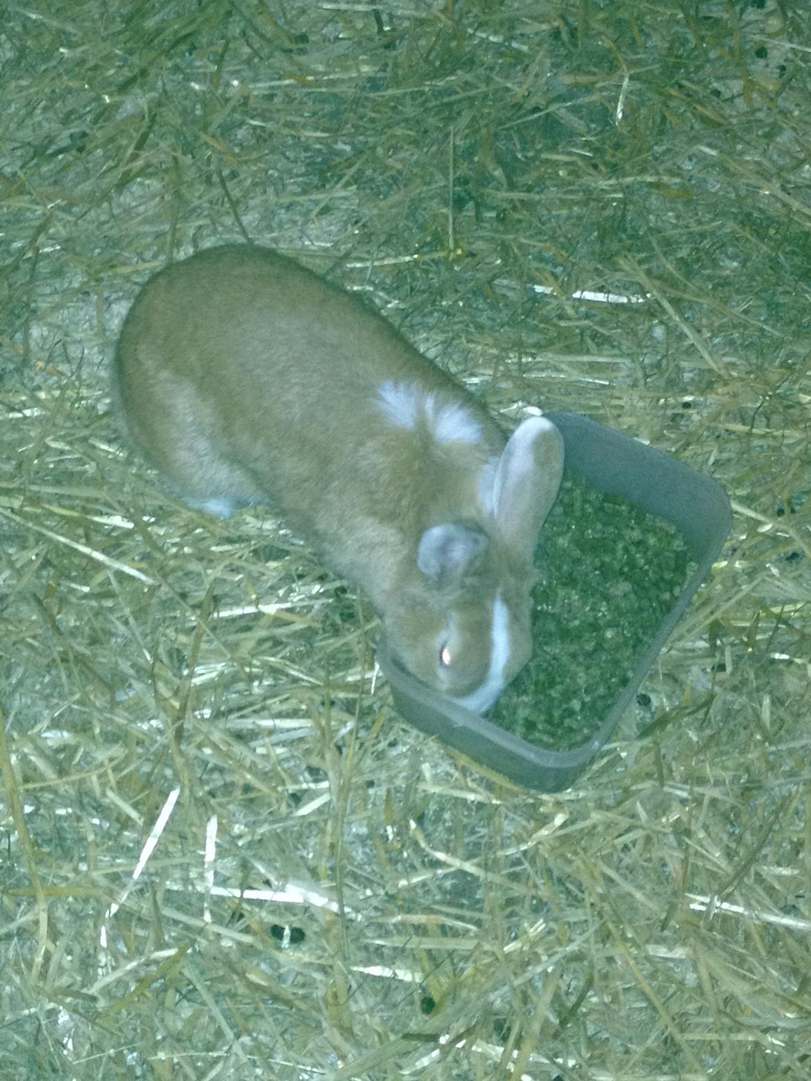 Kanin Kitty billede 5