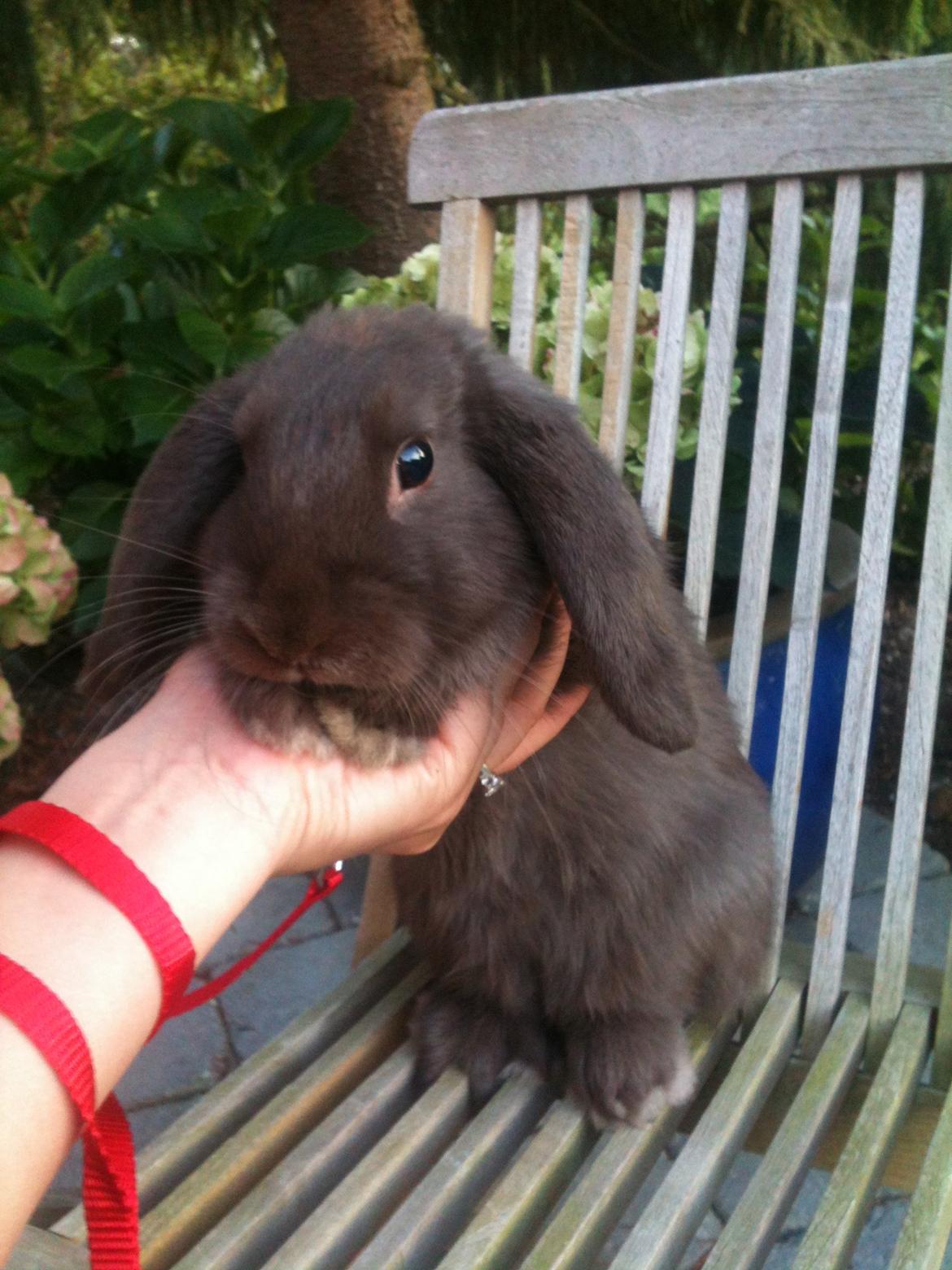 Kanin Coco (Chanel) Diva* billede 9