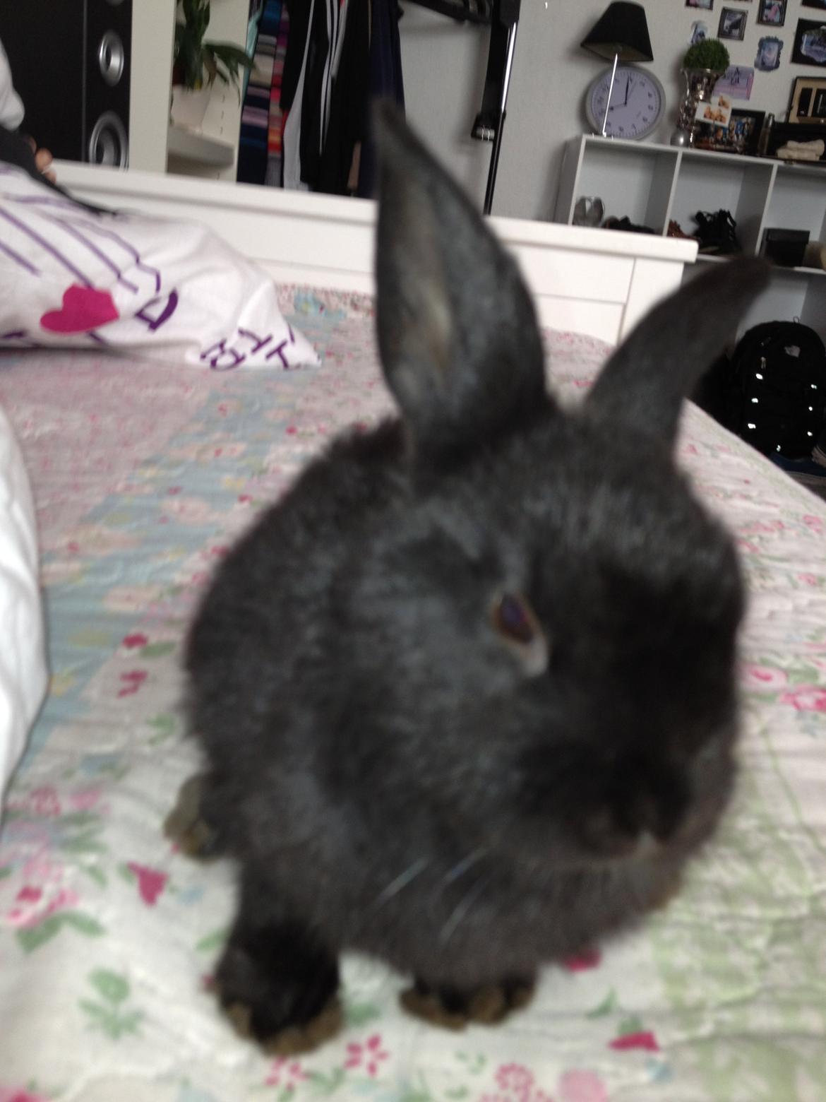 Kanin Catwoman - lidt sløret.. billede 3